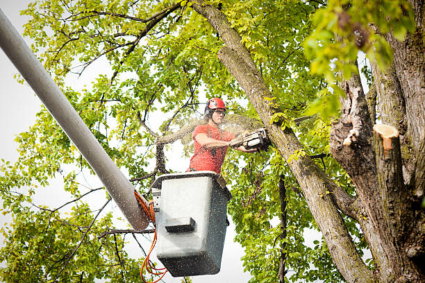 How Our Tree Care Process Works  in  Falling Waters, WV